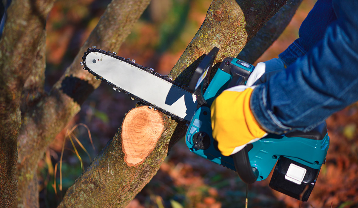 Come scegliere il seghetto elettrico per curare il giardino di casa in  sicurezza